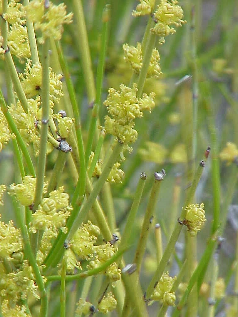 Morman Tree Ephedra Viridis 10/50/100/250/500 Seeds, Green Mormon Tea Indian Brigh ...