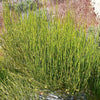 Ephedra Viridis Seeds, Green Mormon Tea Indian Brigham Tea Bush Shrub
