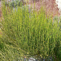 Ephedra Viridis Seeds, Green Mormon Tea Indian Brigham Tea Bush Shrub