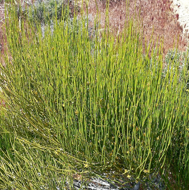 Ephedra Viridis Seeds, Green Mormon Tea Indian Brigham Tea Bush Shrub