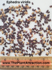 Ephedra Viridis Seeds, Green Mormon Tea Indian Brigham Tea Bush Shrub
