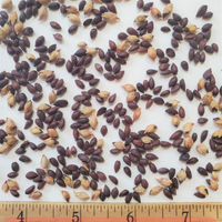 Ephedra Viridis Seeds, Green Mormon Tea Indian Brigham Tea Bush Shrub