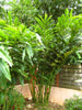 Etlingera Elatior 15 Seeds, Ornamental Tropical PINK Edible Torch Ginger