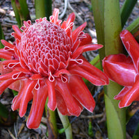 Etlingera Elatior 15 Seeds, Ornamental Tropical PINK Edible Torch Ginger