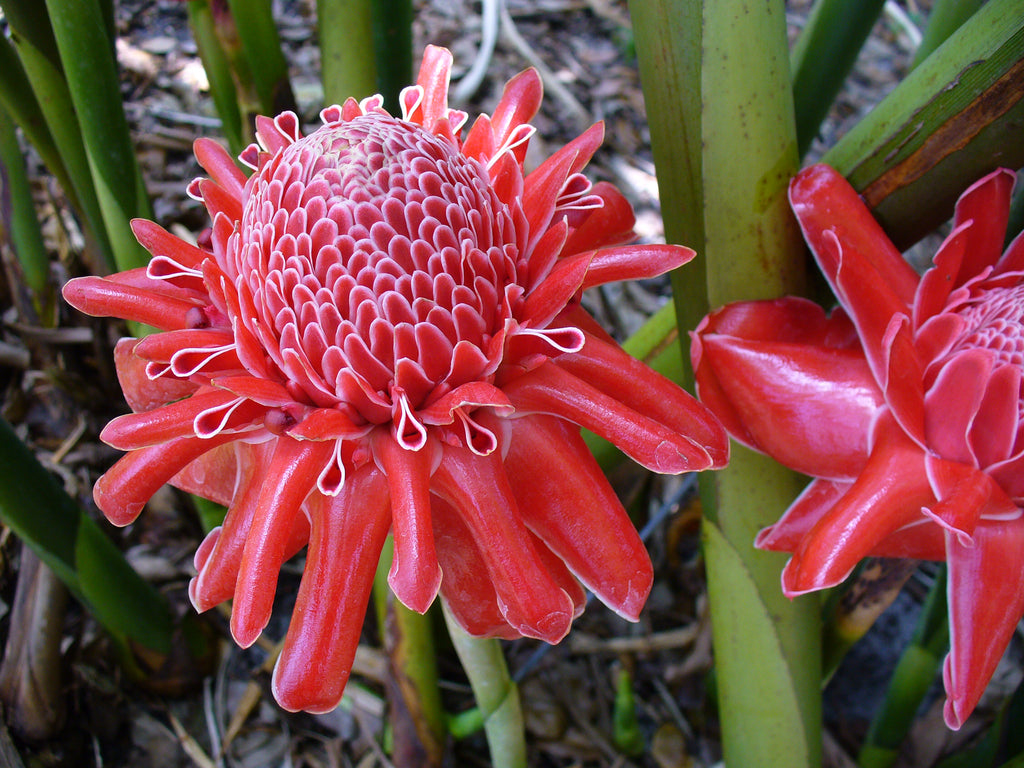 Etlingera Elatior 15 Seeds, Ornamental Tropical PINK Edible Torch Ginger