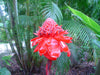 Etlingera Elatior 15 Seeds, Ornamental Tropical PINK Edible Torch Ginger