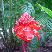 Etlingera Elatior 15 Seeds, Ornamental Tropical PINK Edible Torch Ginger