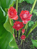Etlingera Elatior 15 Seeds, Ornamental Tropical PINK Edible Torch Ginger