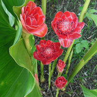 Etlingera Elatior 15 Seeds, Ornamental Tropical PINK Edible Torch Ginger