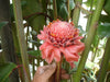 Etlingera Elatior 15 Seeds, Ornamental Tropical PINK Edible Torch Ginger