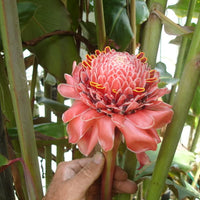 Etlingera Elatior 15 Seeds, Ornamental Tropical PINK Edible Torch Ginger