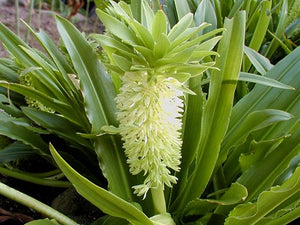 south african pineapple plant Eucomis Autumnalis 8 Seeds, South African Pineapple Lily, Bulb Type Garden  Plants