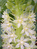 Eucomis Autumnalis 8 Seeds, South African Pineapple Lily
