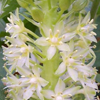 Eucomis Autumnalis 8 Seeds, South African Pineapple Lily
