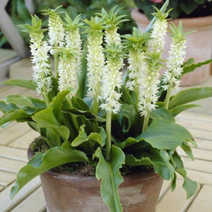 Eucomis Autumnalis 8 Seeds, South African Pineapple Lily