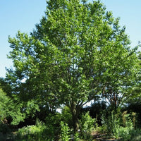 Eucommia Ulmoides 10-1000 Seeds, Cold Hardy Medicinal Rubber Shade Tree