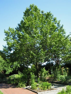 Eucommia Ulmoides 10-1000 Seeds, Cold Hardy Medicinal Rubber Shade Tree