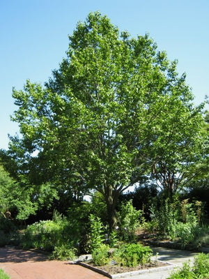 Eucommia Ulmoides 10-1000 Seeds, Cold Hardy Medicinal Rubber Shade Tree
