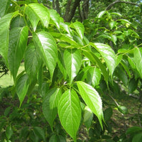 Eucommia Ulmoides 10-1000 Seeds, Cold Hardy Medicinal Rubber Shade Tree