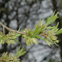 Eucommia Ulmoides 10-1000 Seeds, Cold Hardy Medicinal Rubber Shade Tree