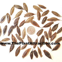 Eucommia Ulmoides 10-1000 Seeds, Cold Hardy Medicinal Rubber Shade Tree