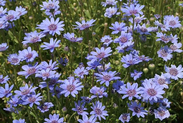 blue daisy flower seeds Felicia Heterophylla 25 Seeds, True Blue African Daisy Garden Plants P