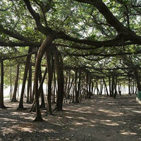 Ficus Benghalensis Tree 100+ Seeds, Banyan Fig Bonsai