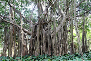 Ficus Benghalensis Tree 100+ Seeds, Banyan Fig Bonsai