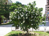 Gardenia Thunbergia 10 Seeds, Fragrant Wild Evergreen Tree