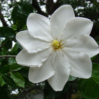 Gardenia Thunbergia 10 Seeds, Fragrant Wild Evergreen Tree