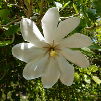 Gardenia Thunbergia 10 Seeds, Fragrant Wild Evergreen Tree