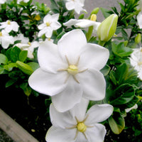 Gardenia Thunbergia 10 Seeds, Fragrant Wild Evergreen Tree