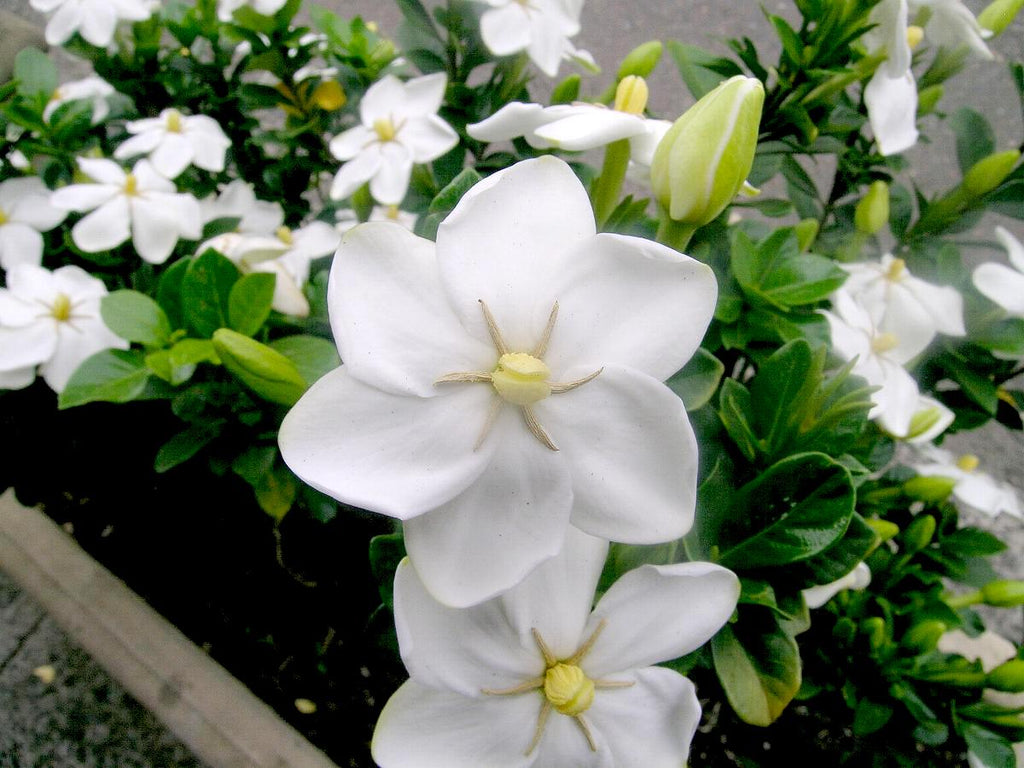 gardenia flower seeds Gardenia Thunbergia 10 Seeds, Fragrant Wild Evergreen Tree Plants / Sh