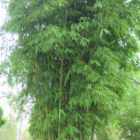 Gigantochloa Atter 6 seeds, Sweet Black Clumping Giant Bamboo