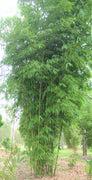 Gigantochloa Atter 6 seeds, Sweet Black Clumping Giant Bamboo