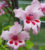Gladiolus Carneus 8 Seeds, Painted Lady Flowers