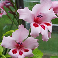 Gladiolus Carneus 8 Seeds, Painted Lady Flowers