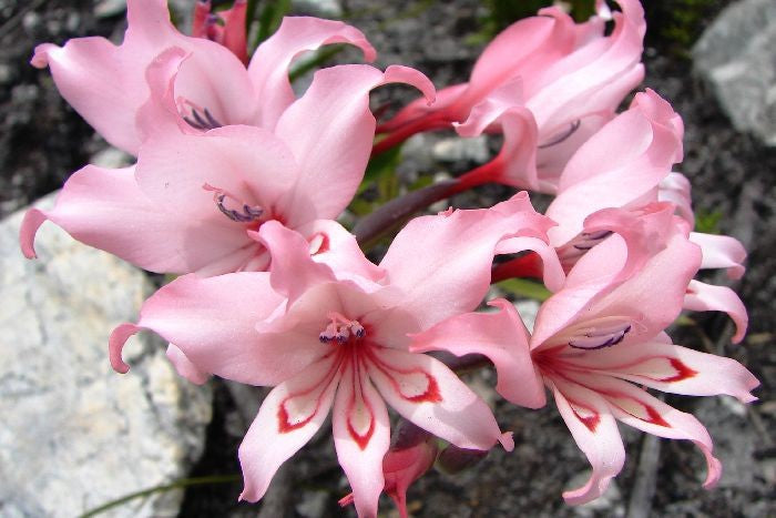 pink lady flower seeds Gladiolus Carneus 8 Seeds, Painted Lady Flowers, Garden Plants