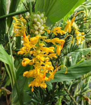 Globba Schomburgkii 10 Seeds, Dancing Girl Ginger