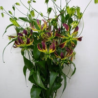 Gloriosa Carsonii Glory Vine 8 Seeds, Climbing Flame Lily