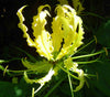 Gloriosa Lutea Glory Garden Vine 10 Seeds, Flowering Climbing Flame Lily