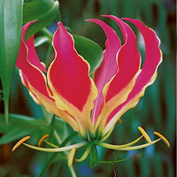Gloriosa Rothschildiana Glory Garden Vine 10 Seeds, Climbing Flame Lily