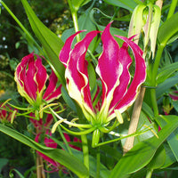 Gloriosa Rothschildiana Glory Garden Vine 10 Seeds, Climbing Flame Lily