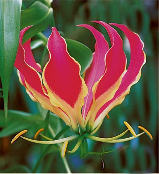 flaming lily flower Gloriosa Rothschildiana Glory Garden Vine 10 Seeds, Climbing Flame Lil