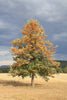 Grevillea Robusta Tree 10 Seeds, Southern Silky Oak