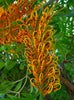 Grevillea Robusta Tree 10 Seeds, Southern Silky Oak