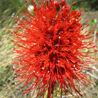 Greyia Radlkoferi 10 Seeds, South African Natal Bottlebrush 