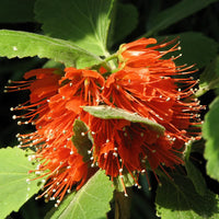 Greyia Radlkoferi 10 Seeds, South African Natal Bottlebrush 