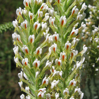 Hebenstretia Dura Shrub 5 Seeds, Fragrant Cat's Tail, Slugwort