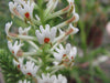 Hebenstretia Dura Shrub 5 Seeds, Fragrant Cat's Tail, Slugwort